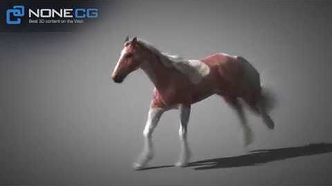 3D Horse Gallop