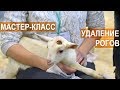 ОБУЧАЮЩЕЕ ВИДЕО. Мастер класс по обезроживанию козлят. Выставка АгроФерма-2018