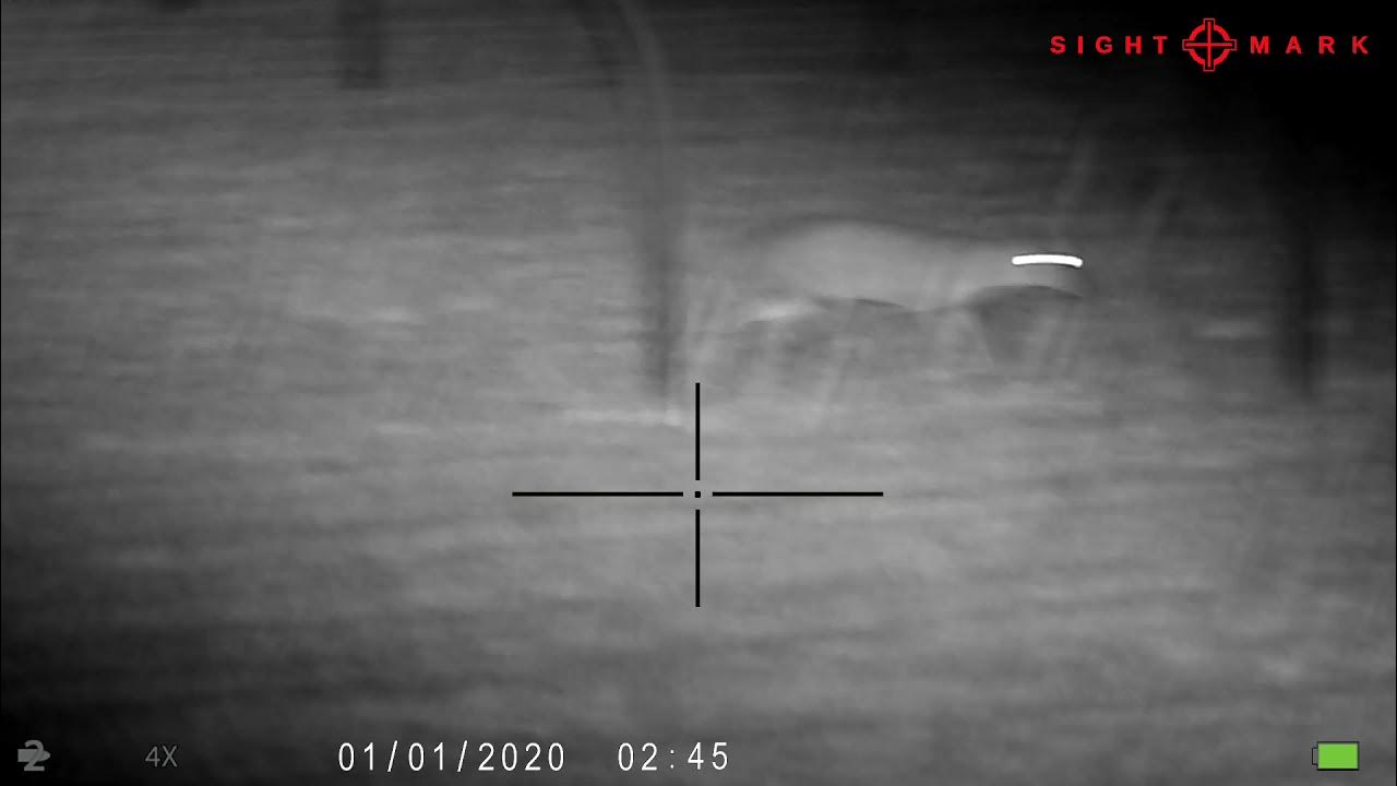 sightmark wraith hd 4 32 x50 muntjac was not shot. Great to c YouTube