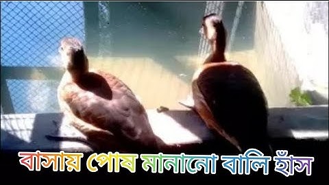Lesser Whistling Duck,পাতি সরালি, Bali Hash-বালিহাঁস-হাঁস পালন