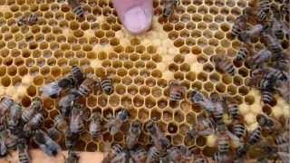 Bees: Capped Brood, Capped Honey and Nectar in Comb