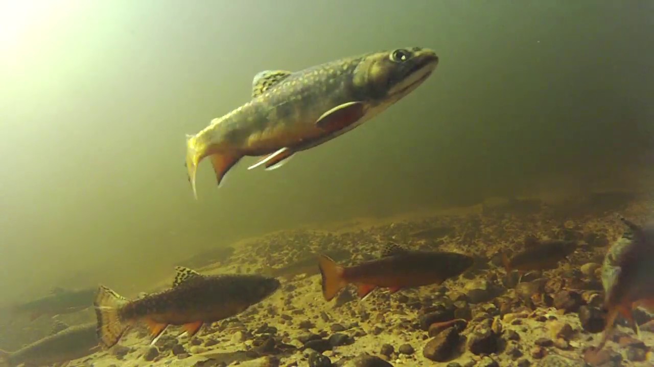 Brook Trout Spawning on the West Branch of the Red River 2 YouTube