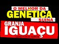 O Melhor da Genética Suína | Granja Iguaçu Genética de Suínos