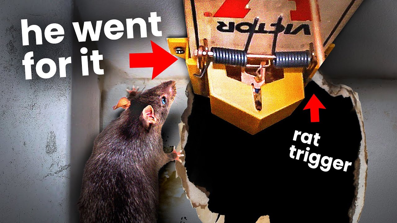 Victor Rat Traps in the Animal & Rodent Control department at