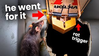 The FASTEST way to get Rats out of walls...in seconds….