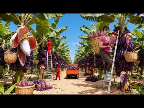 terminei a primeira roça do pai🍌| High in the Mountains | Phuong's Daily