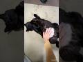 健康診断と称して猫をコネまくる人 #cat #野良猫#保護猫