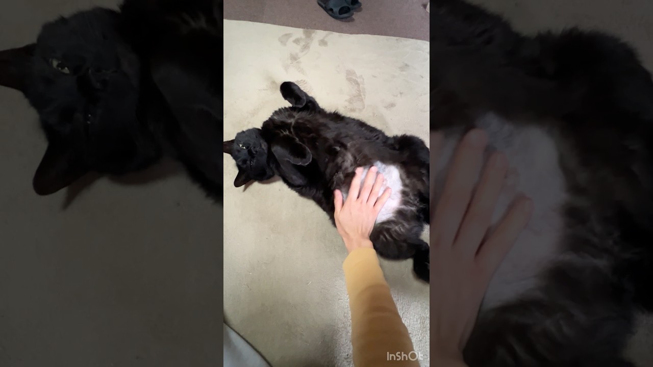 健康診断と称して猫をコネまくる人 #cat #野良猫#保護猫
