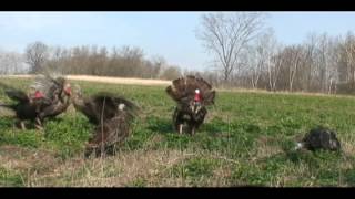 Two camera angles! Missouri Turkey Hunting at Tombstone Creek Outfitting