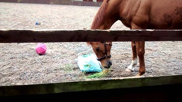Equine enrichment ideas, part 1
