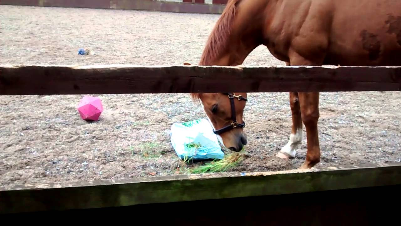 Equine enrichment ideas, part 1 YouTube