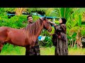 DHAANTO CUSUB IYO Nuune Qays Feat Muno Geesey DHAANTO CUSUB IYO Nuune Qays Feat Muno Geesey