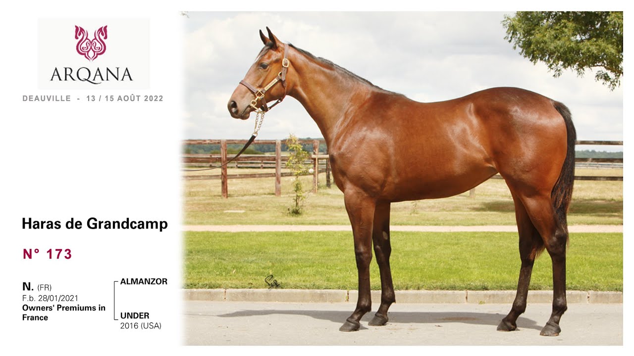 Arqana 2022.08- N° 173 - F. / Almanzor x Under / Kitten's Joy, présentée par le Haras de Grandcamp.