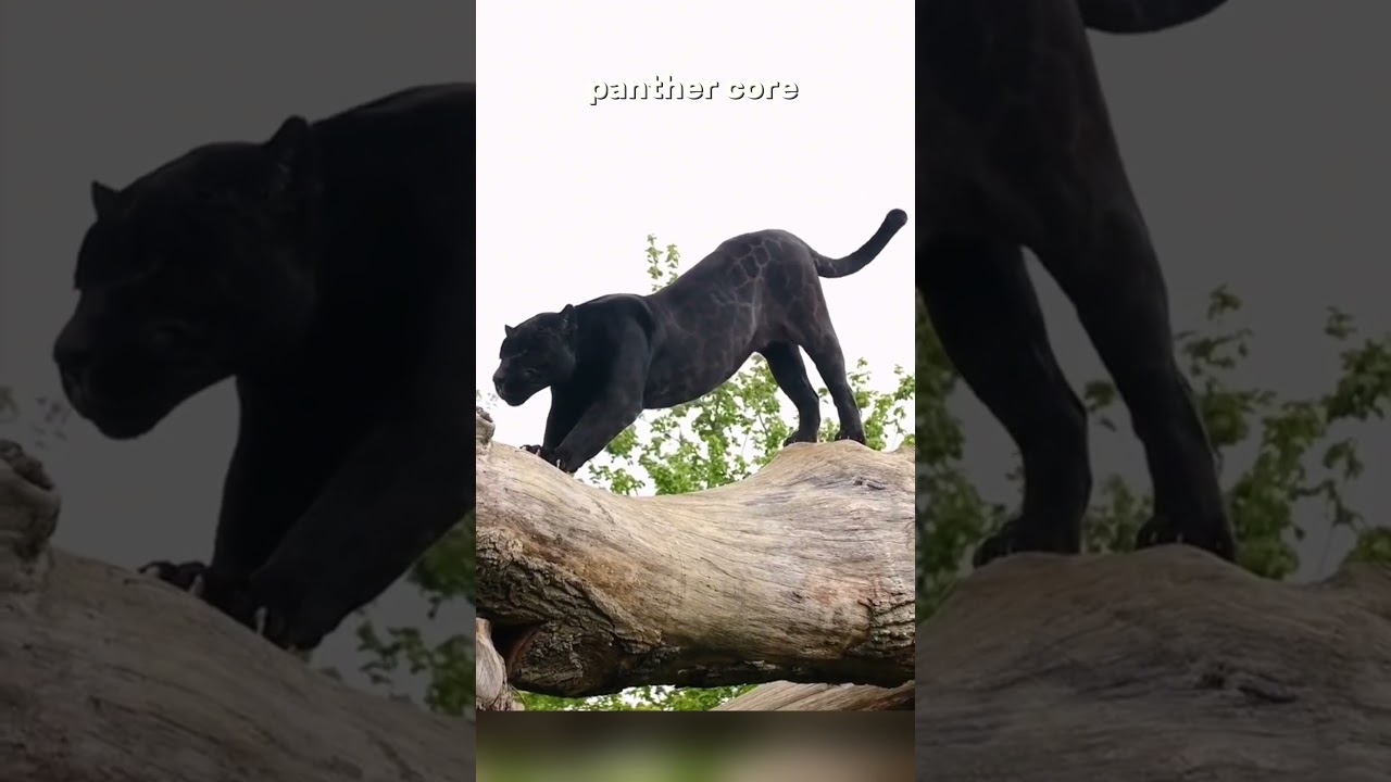 Panther Core.. Babies are so ADORABLE