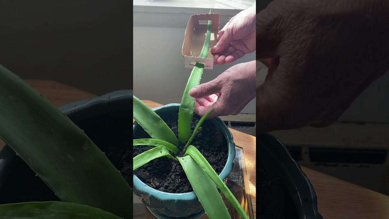 Aloe plant dropping try this