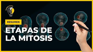 DIVISIÓN CELULAR 🔴 MITOSIS - (Resumen)