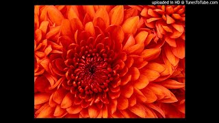 Gecti Dost Kervani AliDeniz