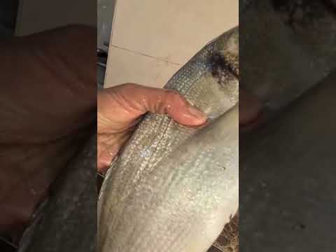 الفرق بين سمك الدنيس البحري والكحلة