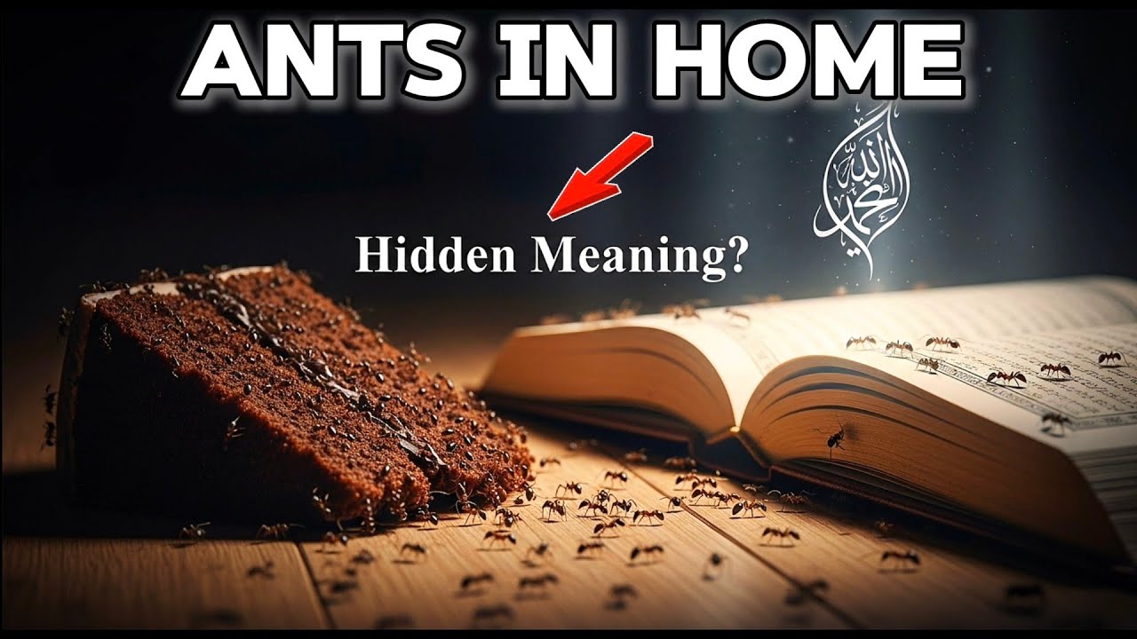ISLAMIC MEANING: WHEN ANTS APPEAR IN YOUR HOME | What does it mean?