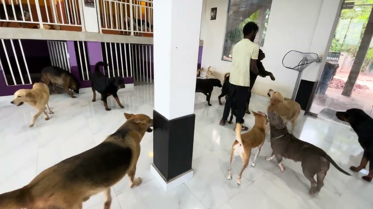 Play time in pawtopia!! | 