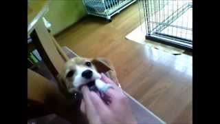 バロン、犬の歯磨き