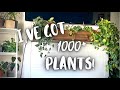 Complete Houseplant Collection Tour 2021!  plant collection 2021