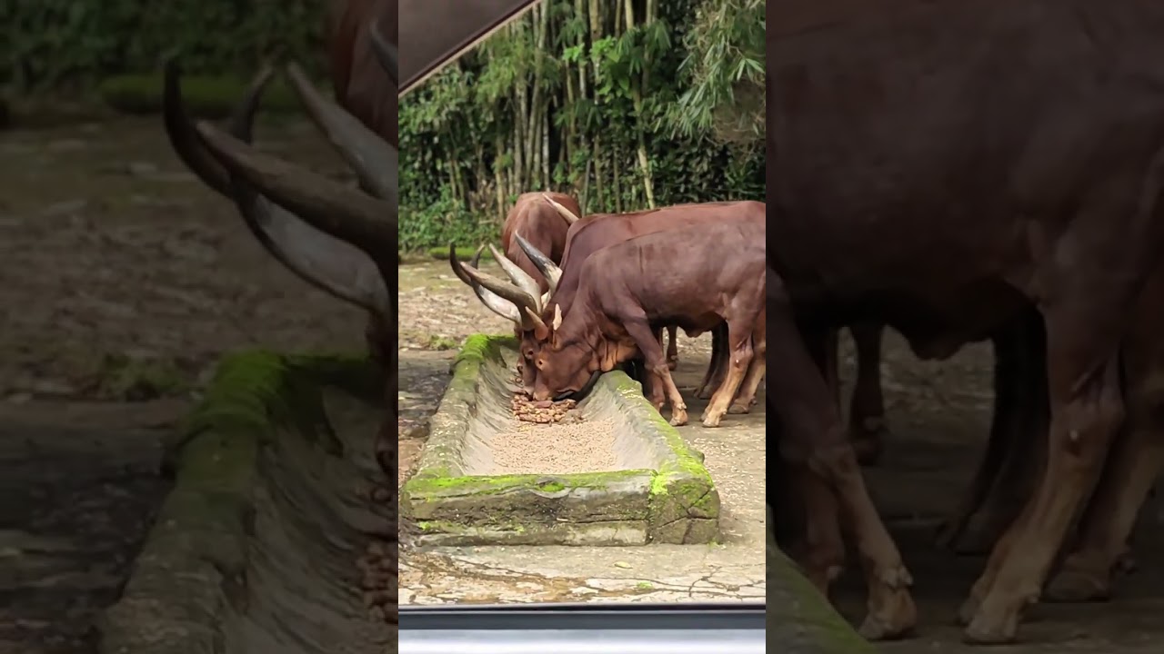 Taman Safari Cisarua Bogor 