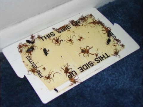 Videó: Hogyan készítsünk házilag pókcsapdát?