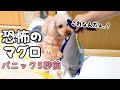 【恐怖のドッキリ】犬にピチピチ動くまぐろのおもちゃあげたら大パニックになったw【トイプードルのわこ】