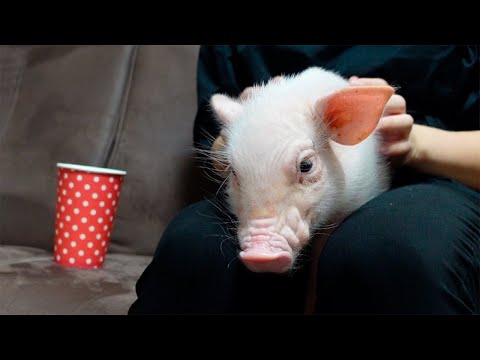 初めてホラー映画を見たミニブタがびっくりしてこうなったｗ【41日目】