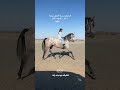بنت صغيرة تركب الخيل بدون سرج التحكم بسرعة الخيل جود خيل خياله Horse