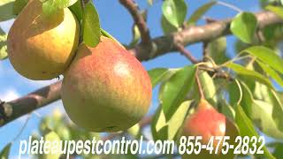 Plateau Pest Solutions (Video Ad 2026)