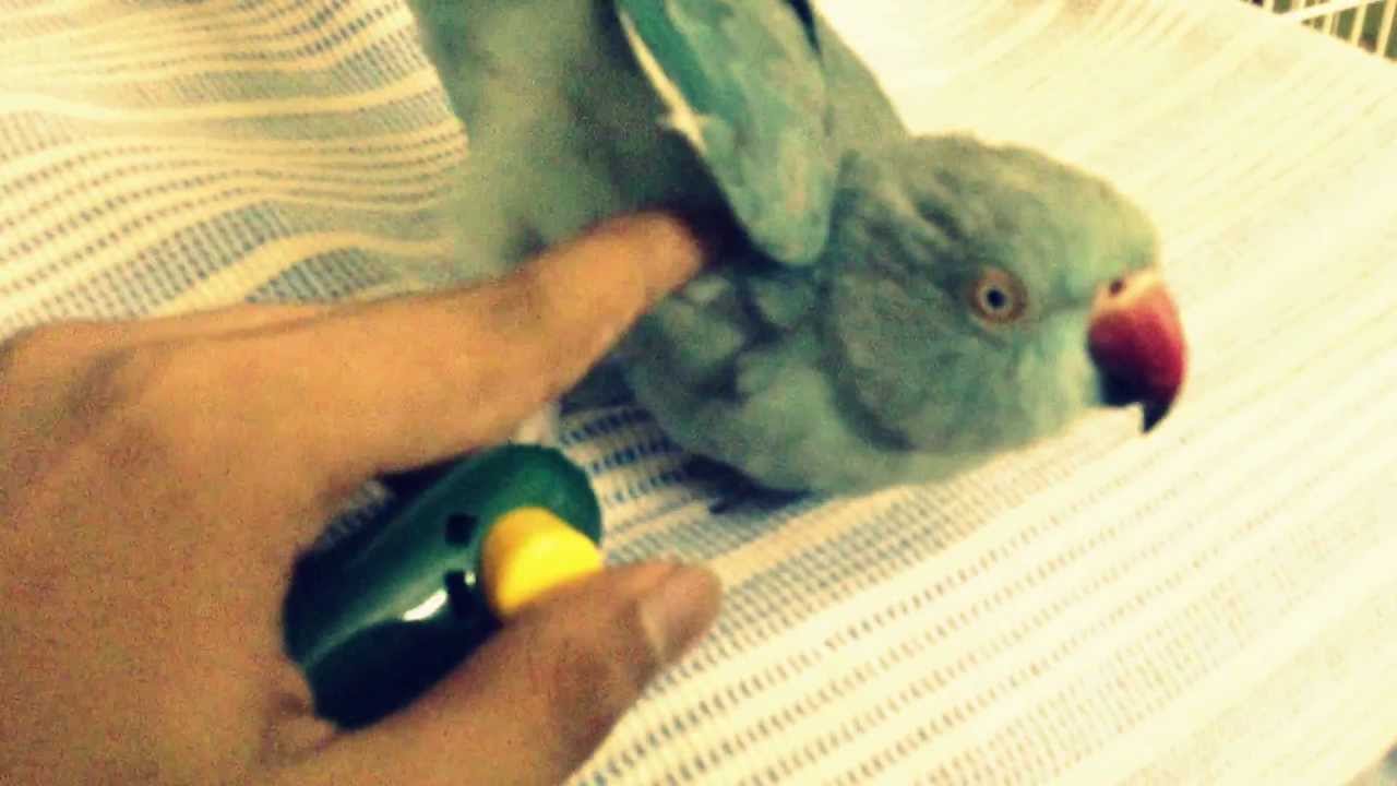 Behavioral Problems In Parrots Causes And Possible, 52 OFF