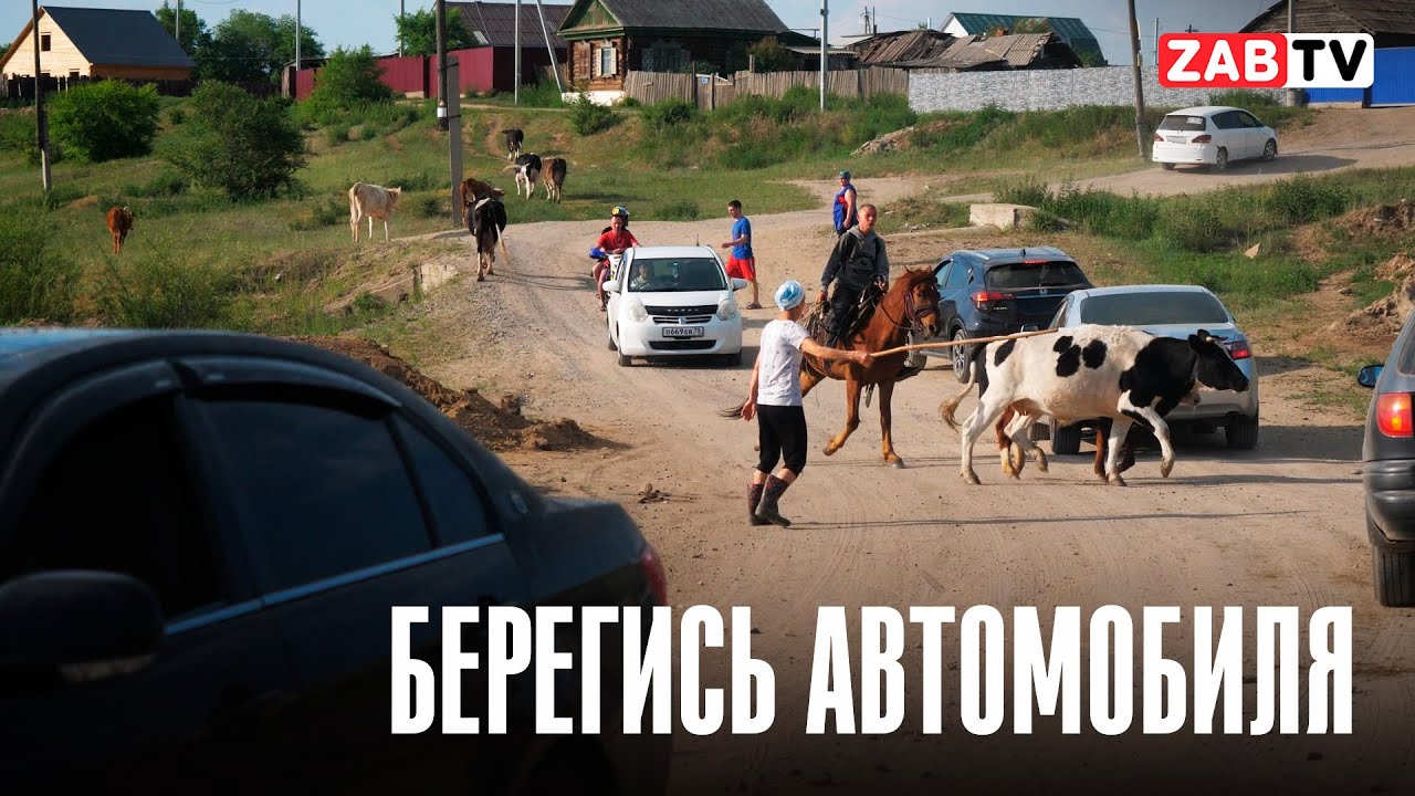 В селе Засопка фермеры борются с туристами за право пасти скот