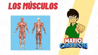 Los Músculos: 💪 esquelético, liso y cardiaco
