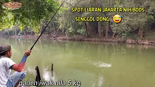 Panen ikan nila mancing liaran di eko wisata mangrove pik jakarta utara