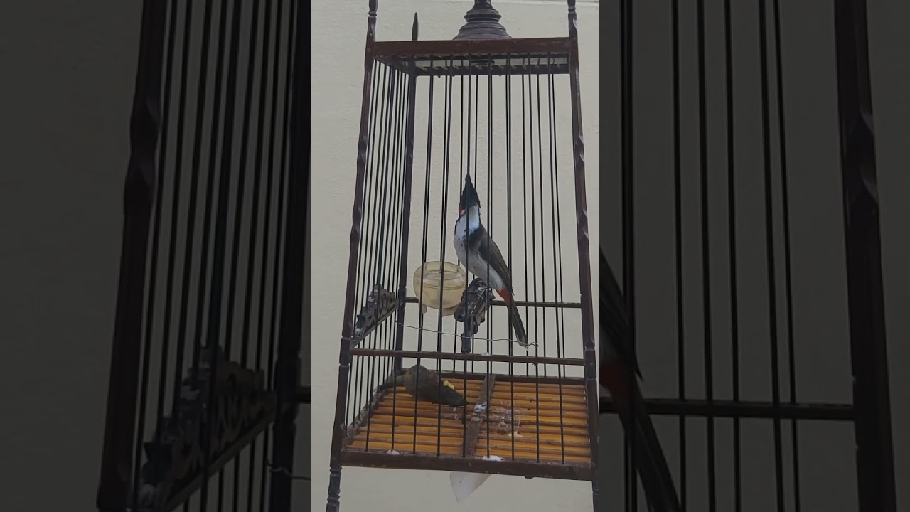 นกเมียอินโด ไม่เฟียว. เปิดยั่วนก