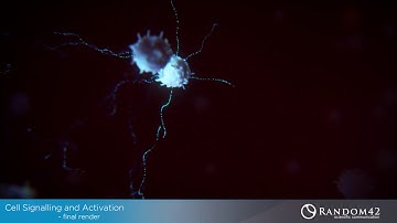 Cells Signalling, Making of / TP VFX by Ramdom42 Scientific Communications