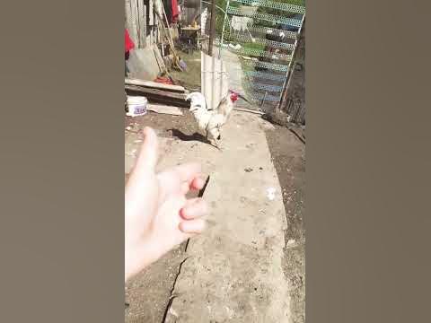питух - YouTube