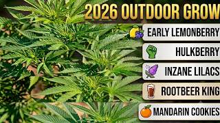 2026 Outdoor Grow Update: Plants Thriving In their element.