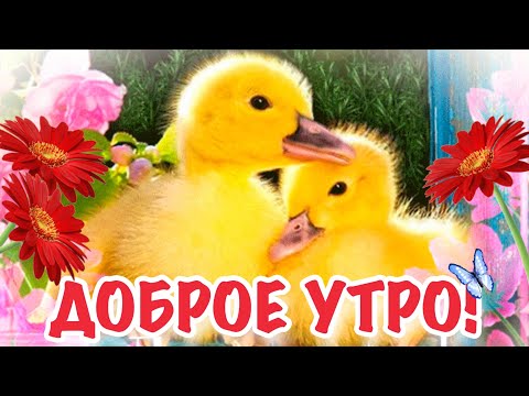 С добрым утром и хорошим днём! Добра, оптимизма и счастья! Красивая музыкальная открытка пожелание!