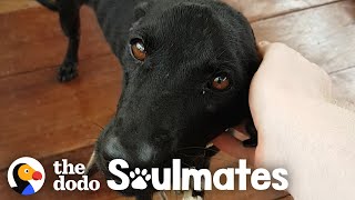 Guy Saves Starving Dog On Deserted Island | The Dodo Soulmates