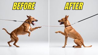 5 Dog Training HACKS That ACTUALLY Work