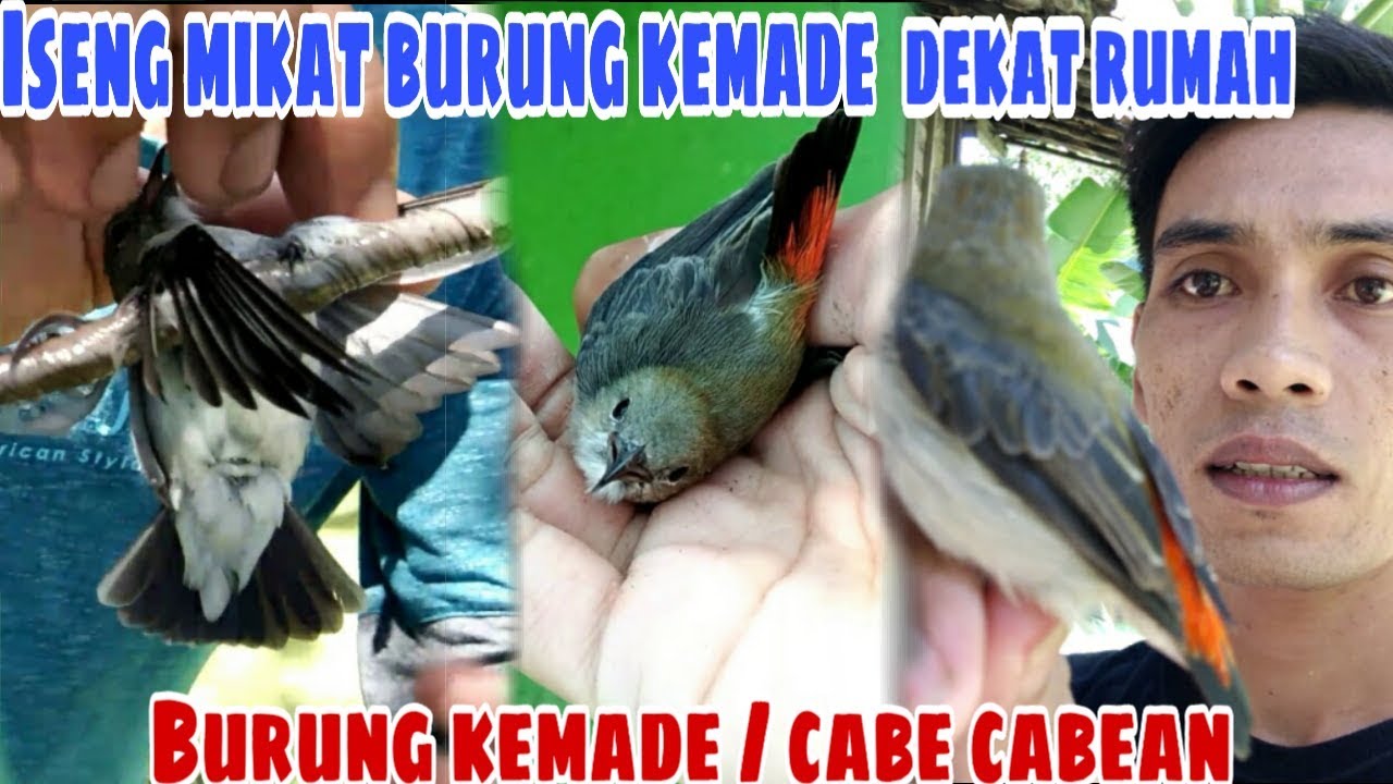 Pikat burung cabe jawa di belakang rumah 