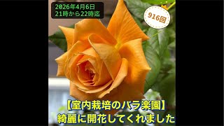 薔薇　バラの花　枯れない薔薇　ゴールドローズ　タイチェンマイ　オーキッドファーム Indoor Rose Paradise] They bloomed beautifully. - YouTube