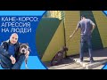 Кане-корсо: агрессия на людей и ошибки владельцев