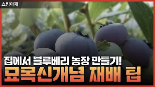 집에서 블루베리 농장 만들기! 묘목을 활용한 신개념 재배 팁