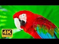 Relax All Day With The World's Greatest Birds HD 4K ULTRA - Relaxing Music And Nature 4K TV