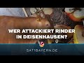 Tierquäler in Deisenhausen: Unbekannter will Rinder verletzen