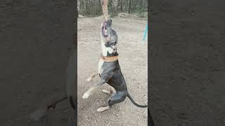 сильные достойны уважения #собаки #топ #pitbull #bulli животные